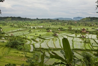 Rice Paddies in Tirta Gangga, East Bali